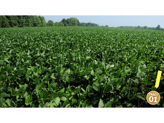 Property photo 11 - 470 Acres Mostly Productive Tillable Land - 6 Tracts